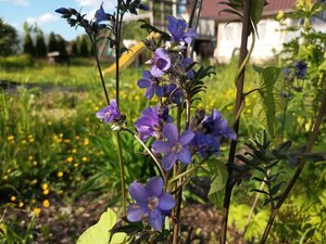 IMG_20260605_175849_621.jpg