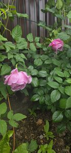 20260625_093839.jpg