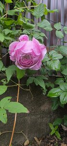 20260625_093845.jpg