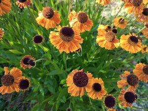 IMG_20260715_171907_295.jpg