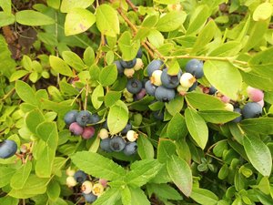 IMG_20260715_100241_552.jpg