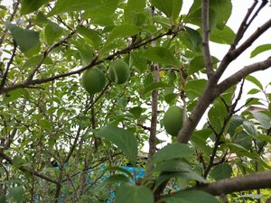 IMG_20260715_095539_503.jpg