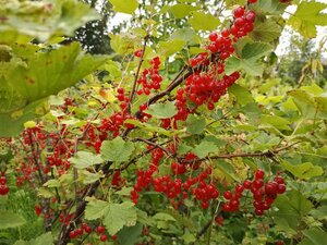 IMG_20260715_095104_237.jpg