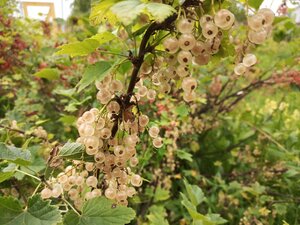 IMG_20260715_095047_554.jpg