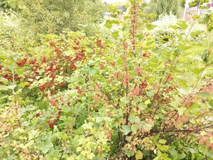 IMG_20260715_094953_396.jpg