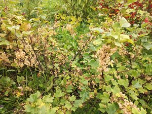 IMG_20260715_094950_987.jpg