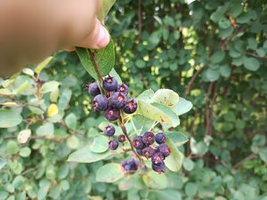 IMG_20260715_095024_145.jpg