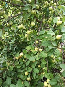 IMG_20260715_094846_088.jpg