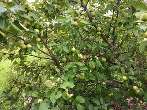 IMG_20260715_094829_095.jpg