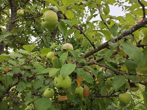 IMG_20260715_094822_041.jpg