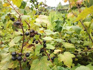 IMG_20260715_094731_564.jpg