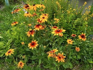IMG_20260715_091857_880.jpg