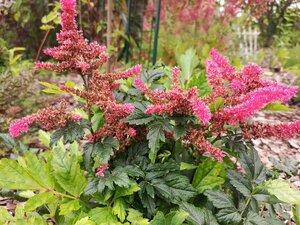 IMG_20260715_093710_884.jpg