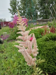 IMG_20260715_093258_674.jpg