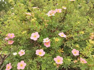 IMG_20260715_094619_280.jpg