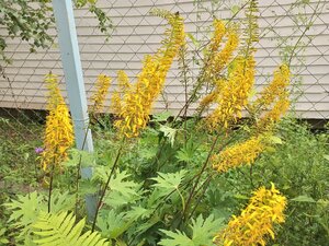 IMG_20260715_083615_730.jpg