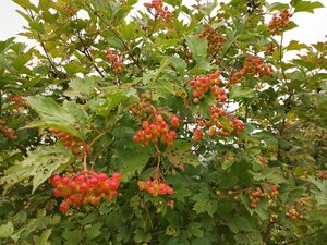 IMG_20260715_091507_714.jpg