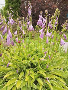 IMG_20260715_092925_345.jpg