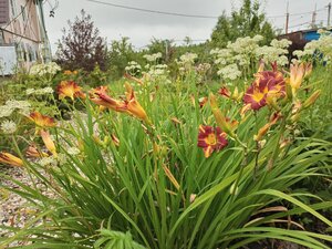 IMG_20260715_091055_861.jpg