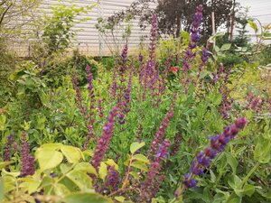 IMG_20260715_084736_028.jpg