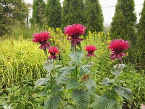 IMG_20260715_083221_827.jpg