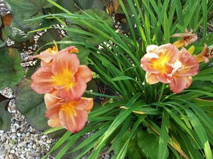 IMG_20260716_174741_912.jpg