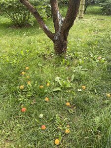 IMG_8108.jpeg