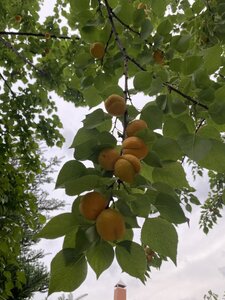 IMG_8090.jpeg