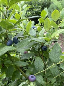 IMG_7874.jpeg