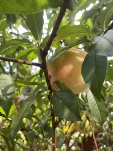 IMG_8198.jpeg