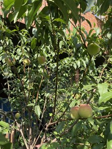 IMG_8202.jpeg