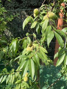 IMG_8203.jpeg