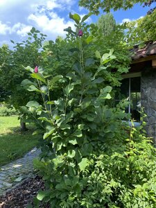 IMG_8138.jpeg
