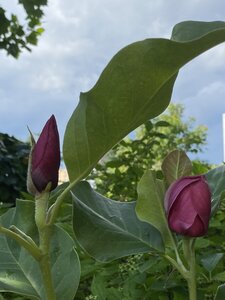 IMG_8140.jpeg