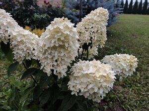 IMG_20260811_194538.jpg