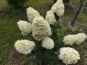 IMG_20260813_150103.jpg