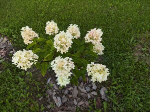 IMG_20250809_181801.jpg