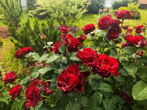 IMG_20260705_001326.jpg