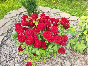 IMG_20260703_133751.jpg