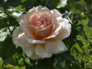 IMG_20260703_133655.jpg