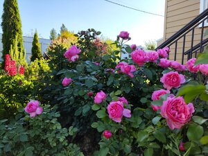 IMG_20260621_174823.jpg