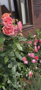 20260901_135240.jpg