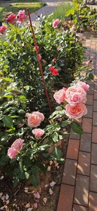 20260920_160242.jpg