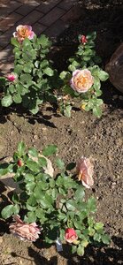 20260916_123524.jpg