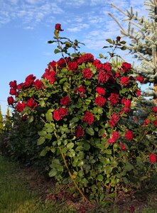 IMG_20260920_220102.jpg