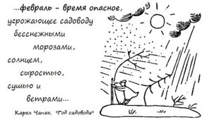 чапек.jpg