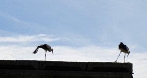 DSC_0349.JPG