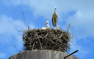 DSC_0335.JPG
