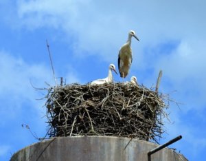 DSC_0336.JPG