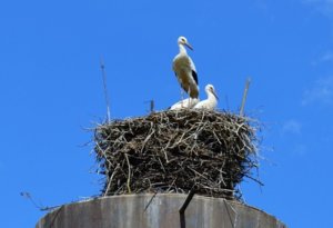 DSC_0338.JPG